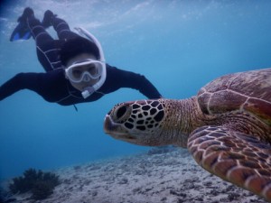 センスがひかるスキンダイビング