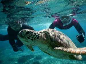 久々に夫婦でシュノーケル