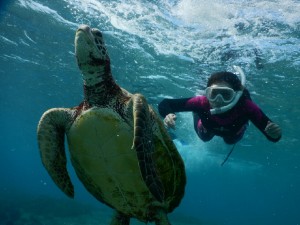 ウミガメに向かってスキンダイビング