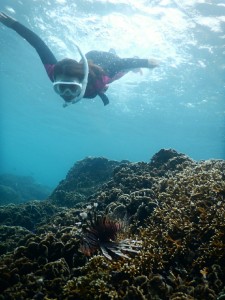 ハナミノカサゴにスキンダイビング