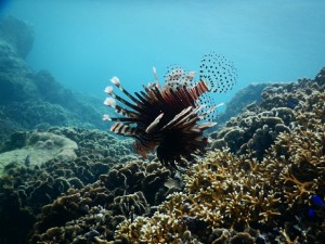 ハナミノカサゴ宮古島