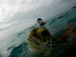 シュノーケルツアーでウミガメの息継ぎ