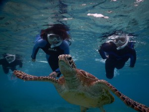 雨でもウミガメツアー