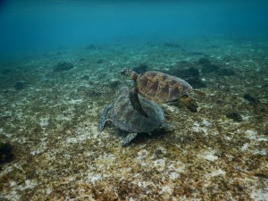 シュノーケルしてウミガメを見つけよう