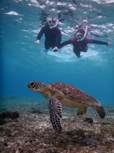 透き通る海でウミガメシュノーケルツアー