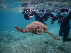 小さなお子様もウミガメシュノーケルツアー