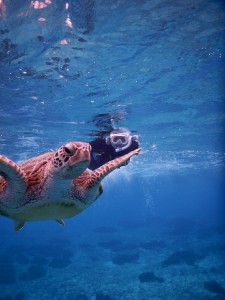 透き通る青シュノーケルツアー