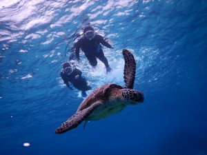 ウミガメとハネムーン