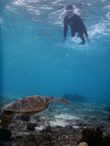 ウミガメまでの距離を計り素潜り準備中