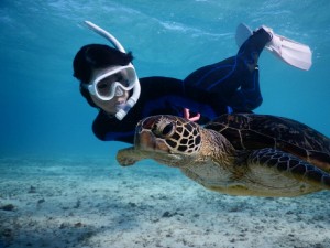 亀様とスキンダイビング成功