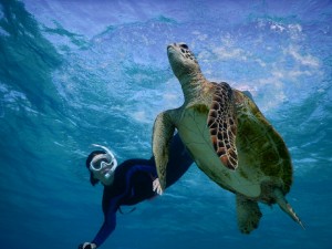 亀様とシュノーケルする贅沢