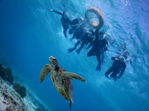 皆様浮き輪につかまりシュノーケリングをビーチから
