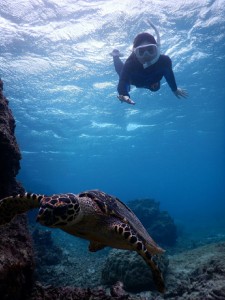 タイマイとシュノーケル