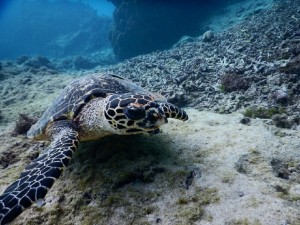 タイマイのアップを素潜りで