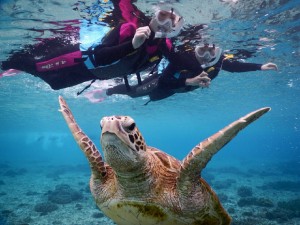 泳げなくてもウミガメシュノーケル大丈夫