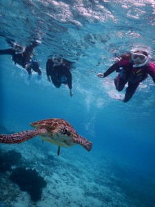 シュノーケルでウミガメに追い付けるまで成長