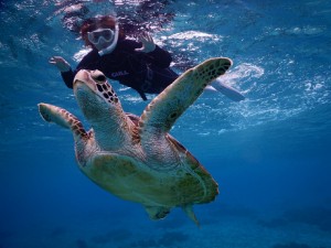 宮古島ビーチからシュノーケル初ウミガメ