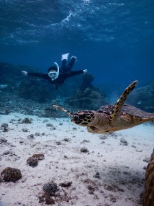 なんと宮古島シュノーケルでタイマイ発見
