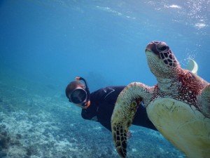 逃げないウミガメシュノーケル