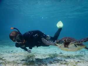 素潜りウミガメ見つけた