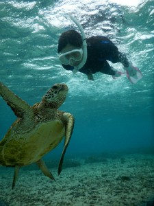 初素潜り、ウミガメにむかい