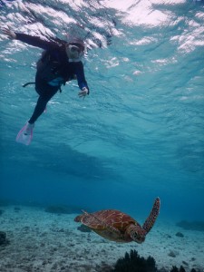 宮古島シュノーケルツアーで泳ぎに慣れウミガメ追跡