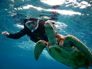 宮古島ウミガメさん