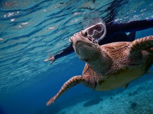 宮古島のウミガメと同じポーズでシュノーケル