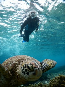 ドアップ宮古島のウミガメ