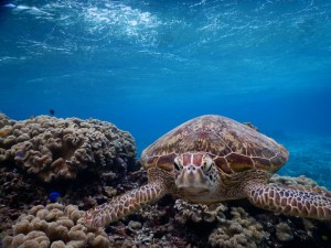 宮古島ウミガメ新ポイント