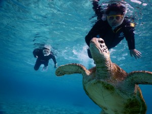 宮古島シュノーケル第1号フリーペーパー申込み