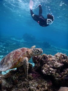 宮古島ビーチからスキンダイビングでウミガメ