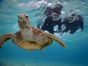 念願のウミガメと宮古島でのシュノーケル