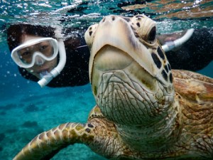 宮古島ウミガメドアップ