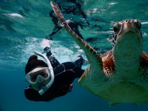 スキンダイブでウミガメの横に