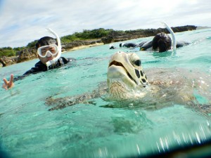 新婚ウミガメ宮古島シュノーケルで息継ぎ