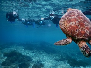 1列で宮古島シュノーケルでウミガメを見る