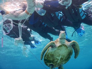 家族全員ウミガメ近くでシュノーケル