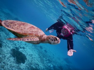 ウミガメさん宮古島はこちらです