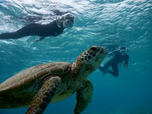 宮古島で亀つながりシュノーケル