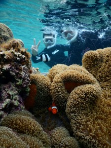 カクレクマノミと亀夫婦