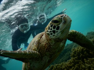 こんな浅場シュノーケルでウミガメさん