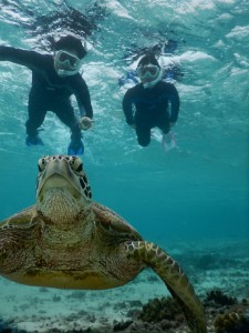 夫婦でウミガメ撮影