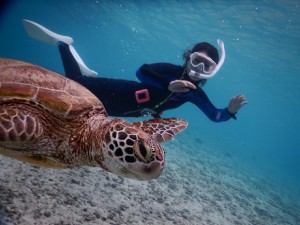 横からウミガメ撮影