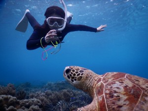 前から宮古島ウミガメ撮影