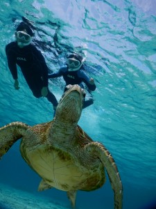 澄んでいて綺麗な宮古島シュノーケル
