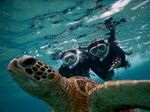 亀を飼うほどウミガメ好き