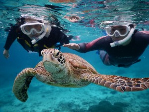 何時間もウミガメとシュノーケル