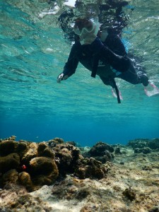 ニモとシュノーケル