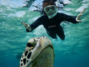 宮古島ウミガメさんフレームイン